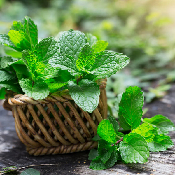 Peppermint