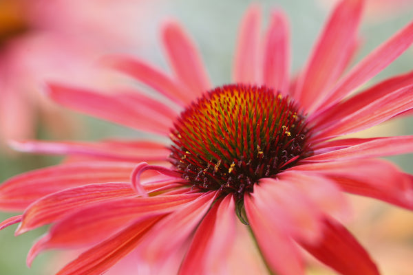 Echinacea