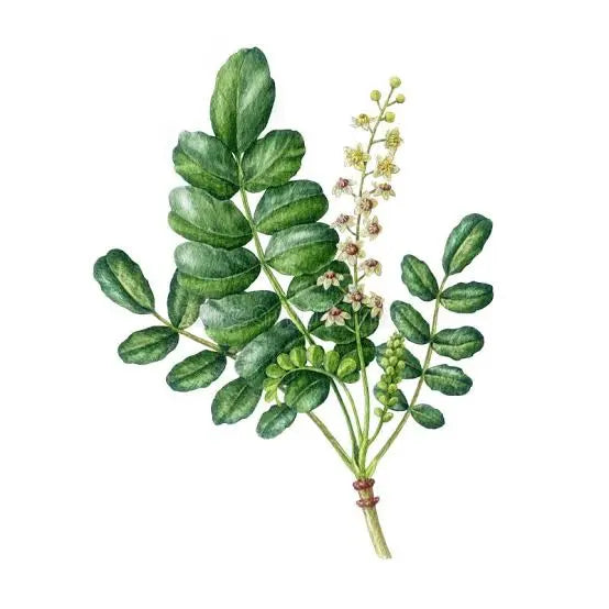 Boswellia